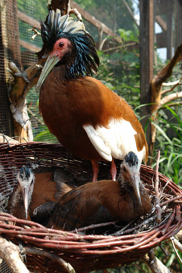Mähnenibismännchen mit halbem Schnabel und zwei Jungen